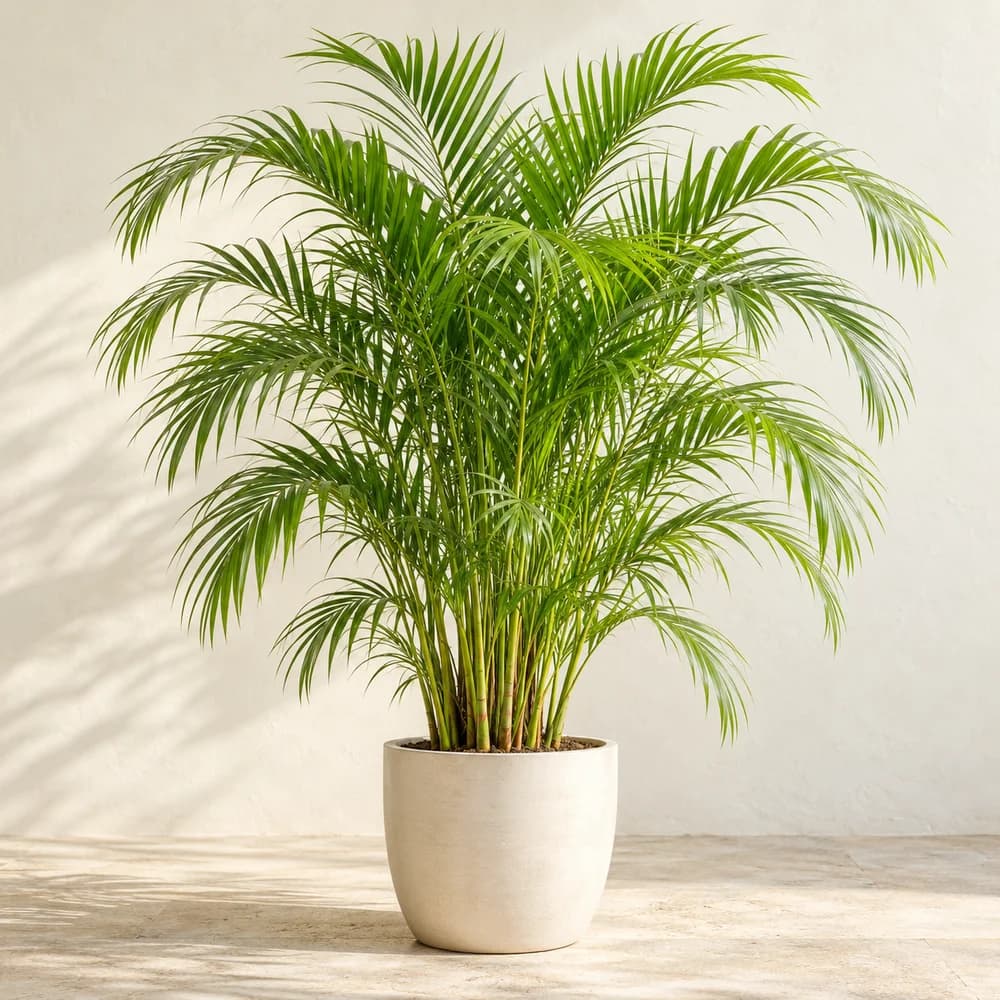 Areca Palm