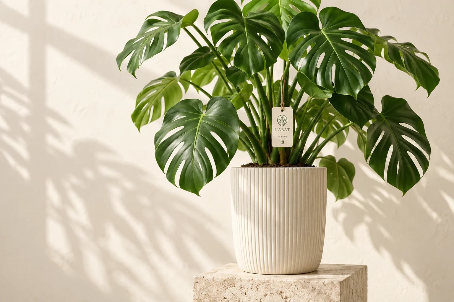 Monstera with a physical NABAT NFC identity tag