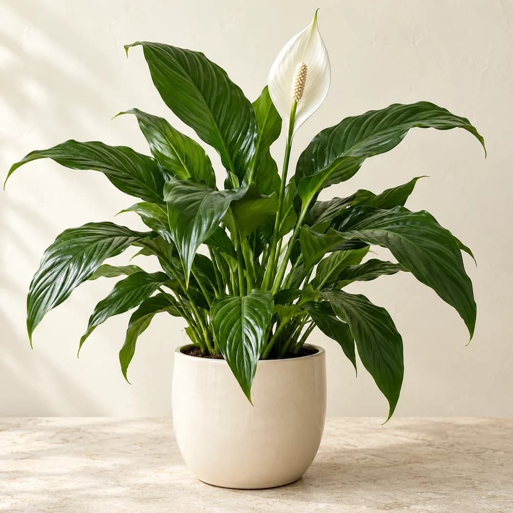 Peace Lily